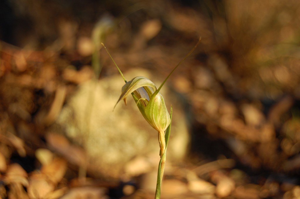 Greenhood flower detail