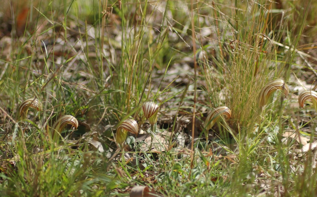 Greenhood orchids in the grass