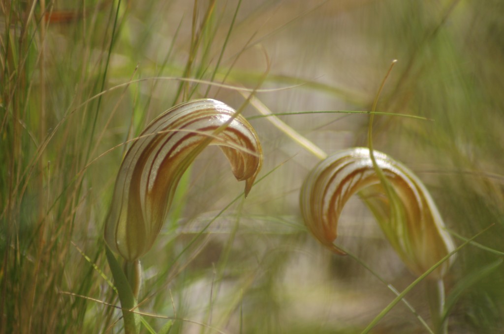 Flower details