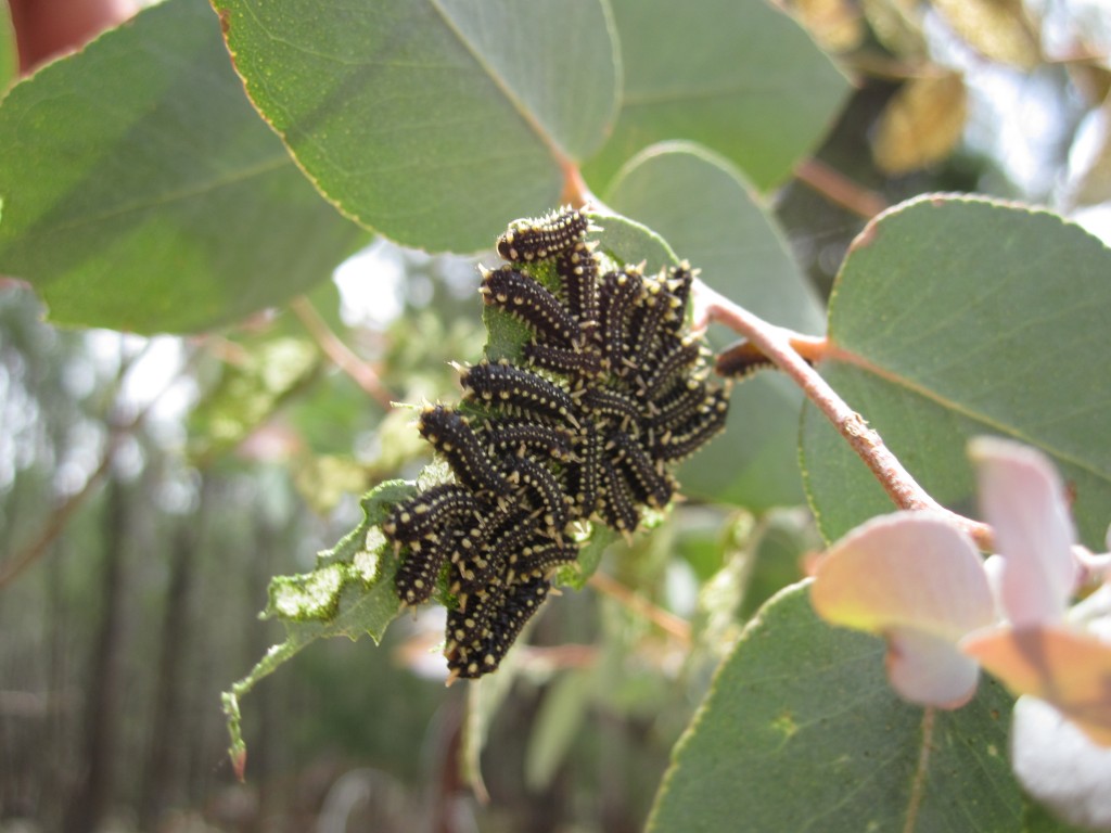 Sawfly Larvae Demolishing a peppermint Gum