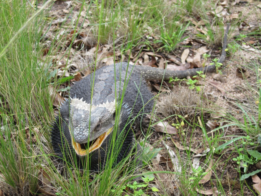 Dragon in the grass.