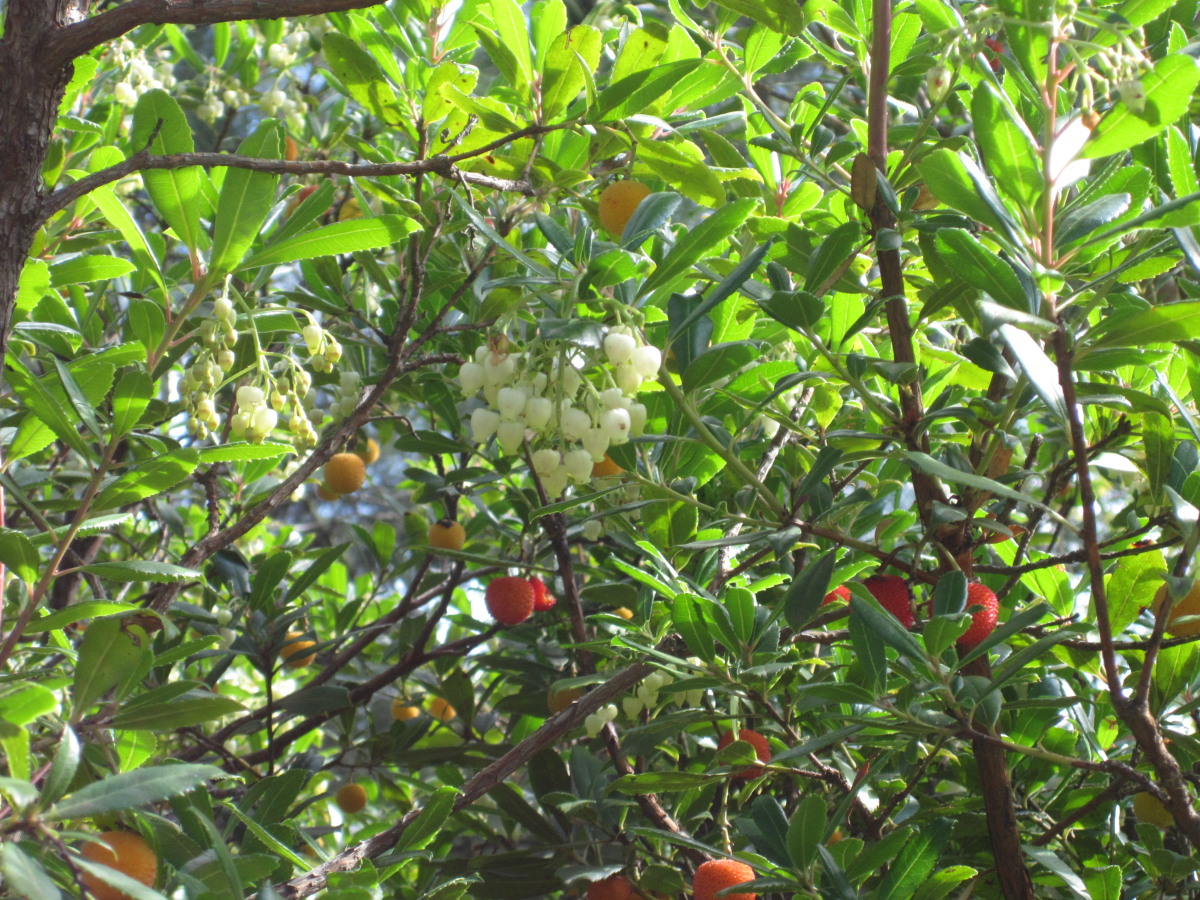 Analyse des arbres fruitiers à confiture