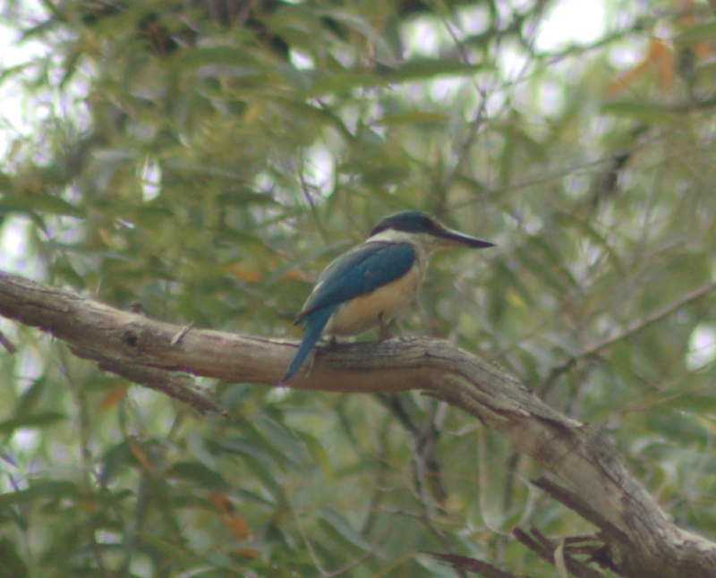 With a flash of azure, the Sacred Kingfisher pays us a visit