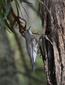 White-throated Treecreeper