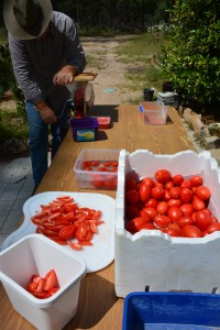 Pasata making in full swing. Do this outside so you can just hose everything down at the end as it is a messy process!