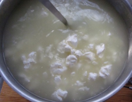 Cheshire Cheese: Curds and Whey. After a few hours of cooking the curds have become quite dense (almost like chewing gum). 