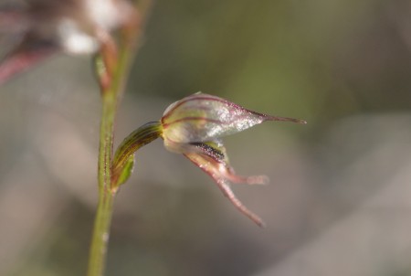 Inland Mosquito Orchid - Extreme Closeup of the Flower. 