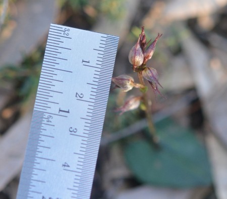 Inland Mosquito Orchid - Flower with Ruler. The flowers are 4mm x 8mm!