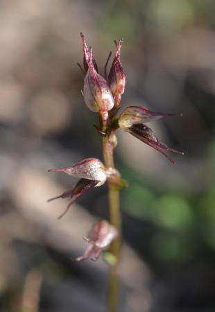 Inland Mosquito Orchid - A Closeup of the Flowers.