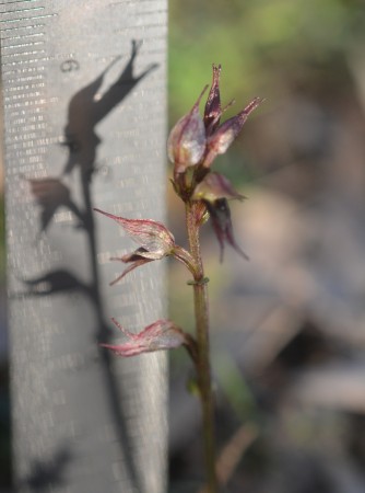 Inland Mosquito Orchid - Height. Just under 9cm tall... Easy to squash as you stomp around...