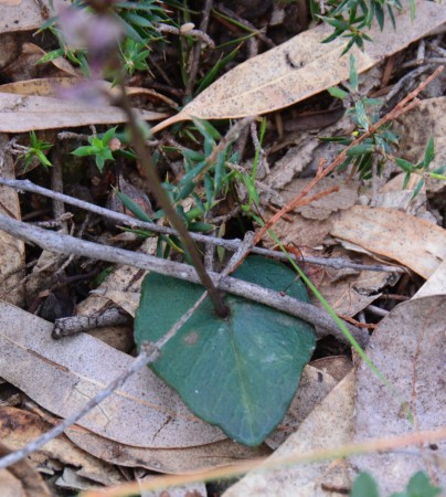 Inland Mosquito Orchid - Leaf Detail