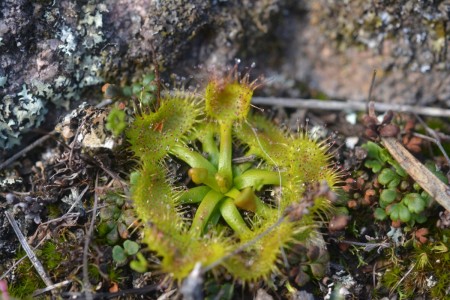 Sundew