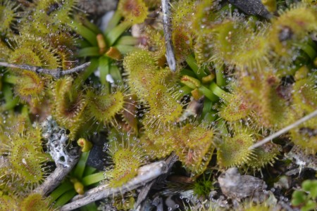 Sundew Patch