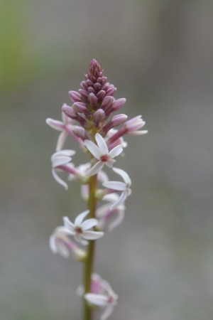 Creamy Candles - Flower Detail