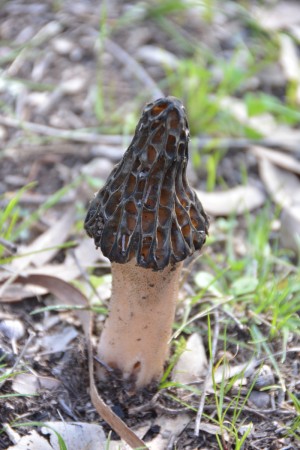 Another Morel